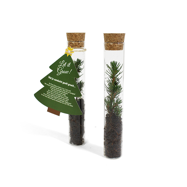 Weihnachtsbaum-Steckling – In Glastube | Persönliche Karte | Wächst zum Baum | Nachhaltiges Geschenk